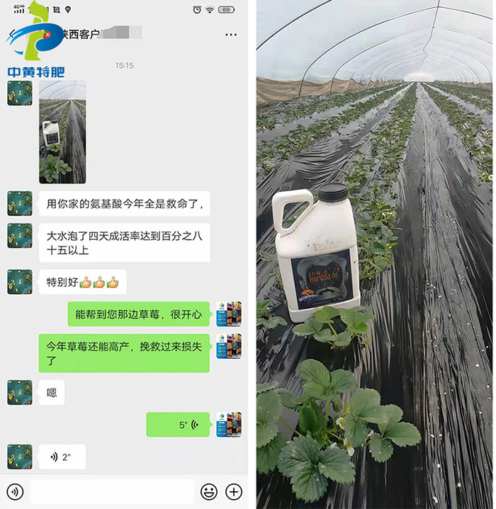 科赛德氨基酸水溶肥使用效果反响